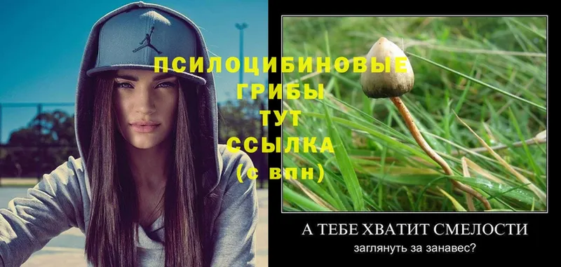 сколько стоит  Завитинск  Псилоцибиновые грибы Psilocybine cubensis 